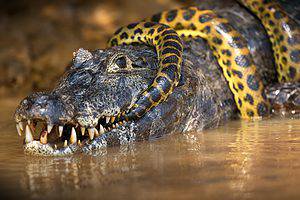 Watch an Alligator Fight a Python in an Epic Underwater Battle photo