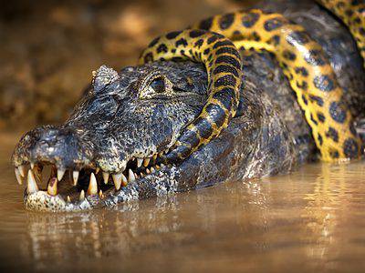 A Watch an Alligator Fight a Python in an Epic Underwater Battle