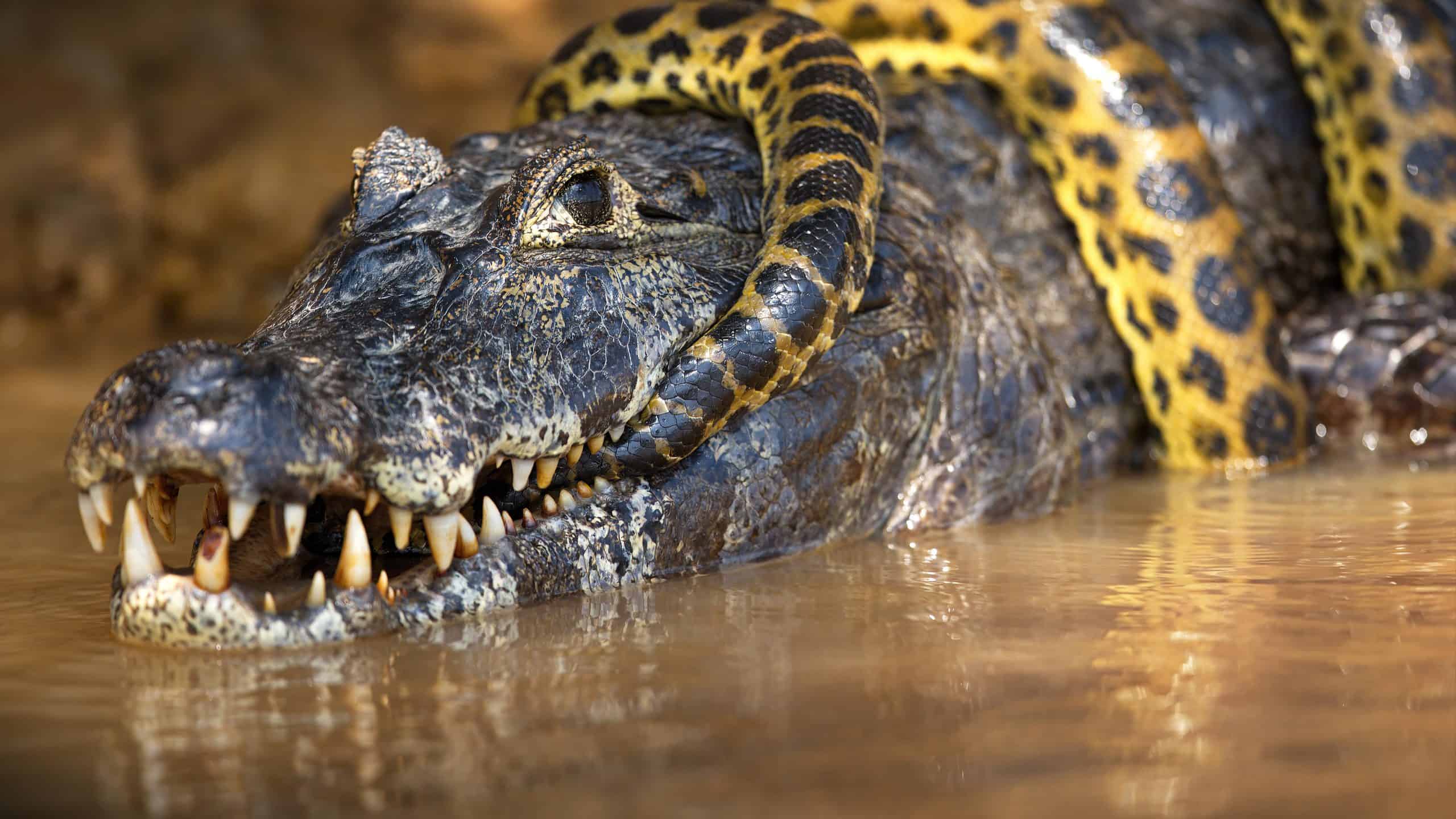 A closeup of ananaconda snake wrapped around an alligator in a pond in Pantanal, Brazil