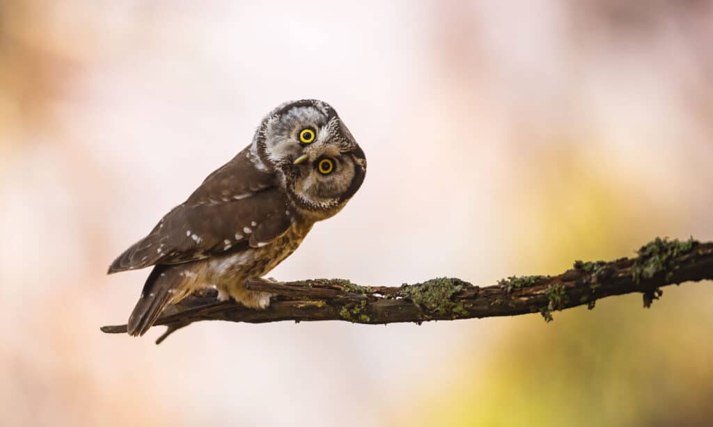 Boreal owl