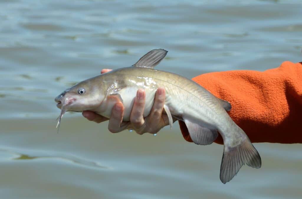 Albino catfish is quite a catch