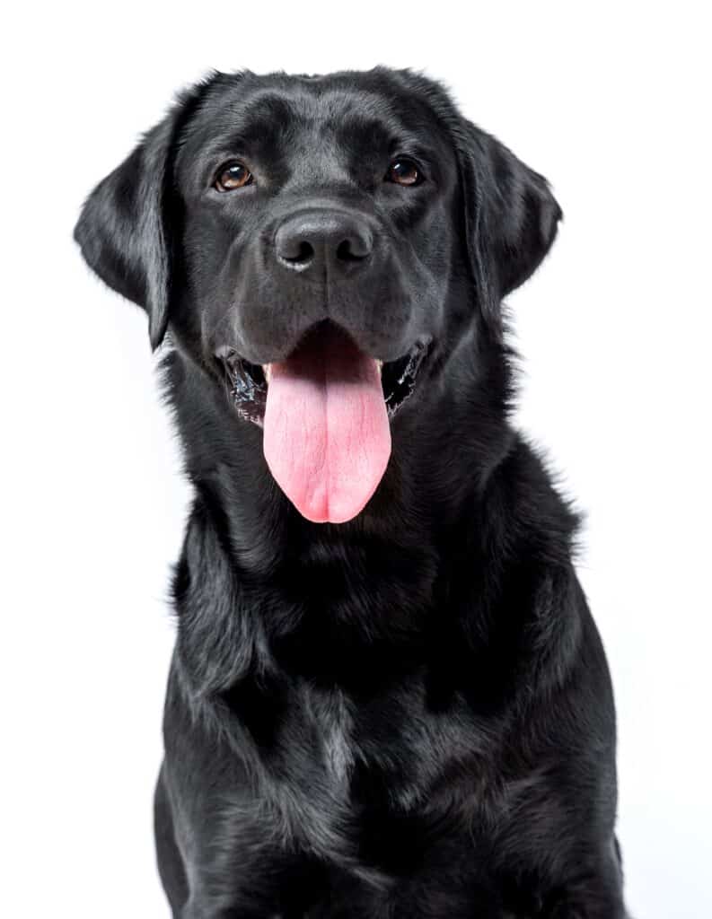 Black labrador retriever with its tongue out