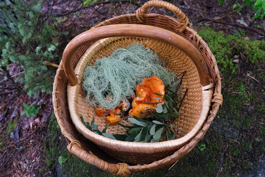 Basket with lobster mushroom, aerial moss, and other things from foraging