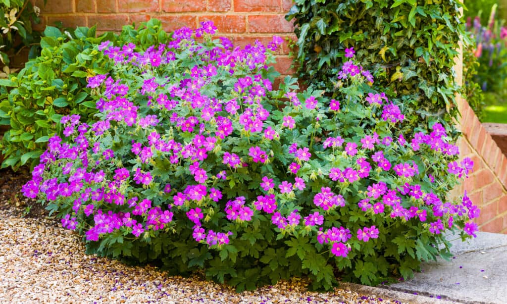 Geranium sylvaticum (wood cranesbill)