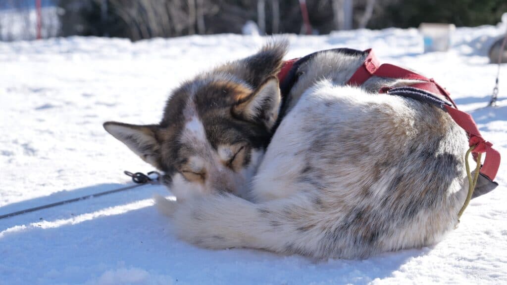 Sled dog using its tail to keep warm while sleeping