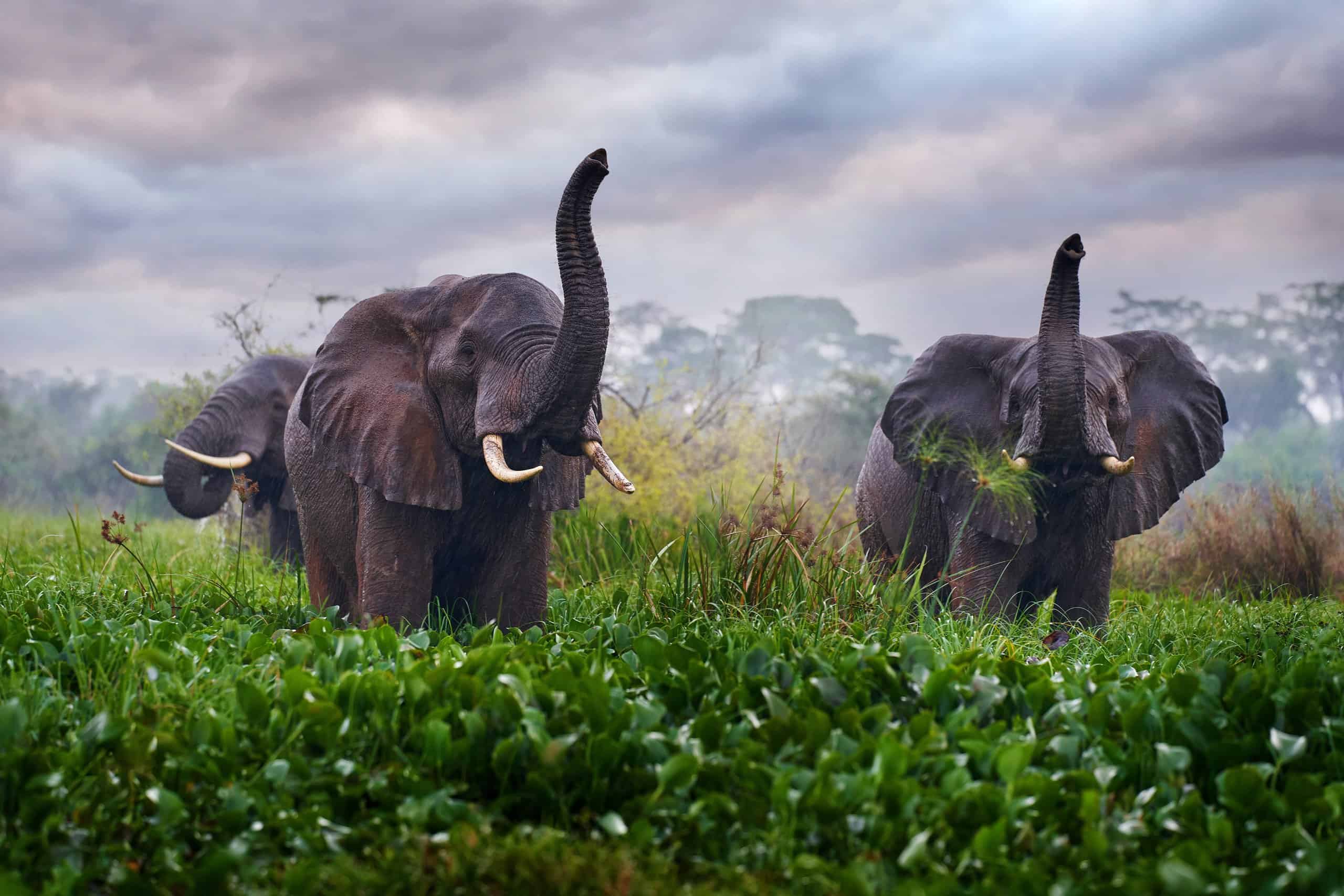 Elephant in Murchison Falls NP