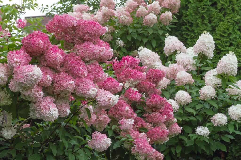 Phantom hydrangeas in deep pink stage of bloom