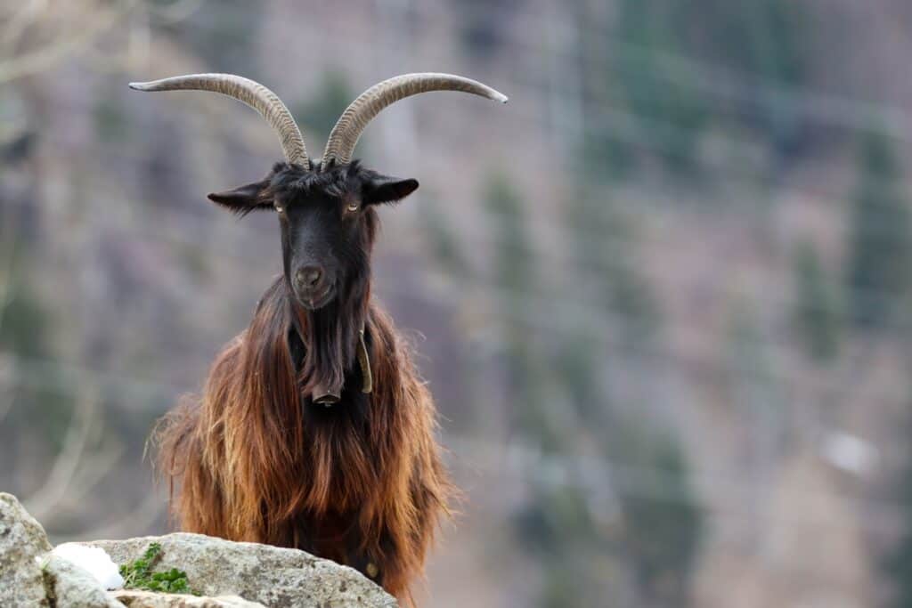 Orobica goat with imposing horns of that jut out from the top of the dark brown and rust colored goat at almost 90 degree angles. the goats ears do stick out at about 90 degrees also. indistinct background,