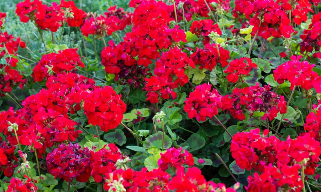 Blood-red geranium (Geranium sanguineum)