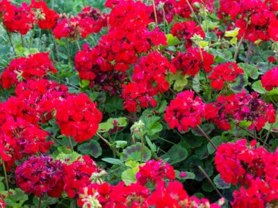 A Can Geraniums Survive Outside in Winter? 3 Tips for Keeping Them Alive
