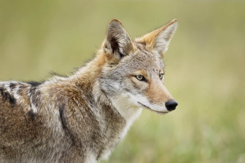 A vigilant coyote looking to the right with a blurred green background