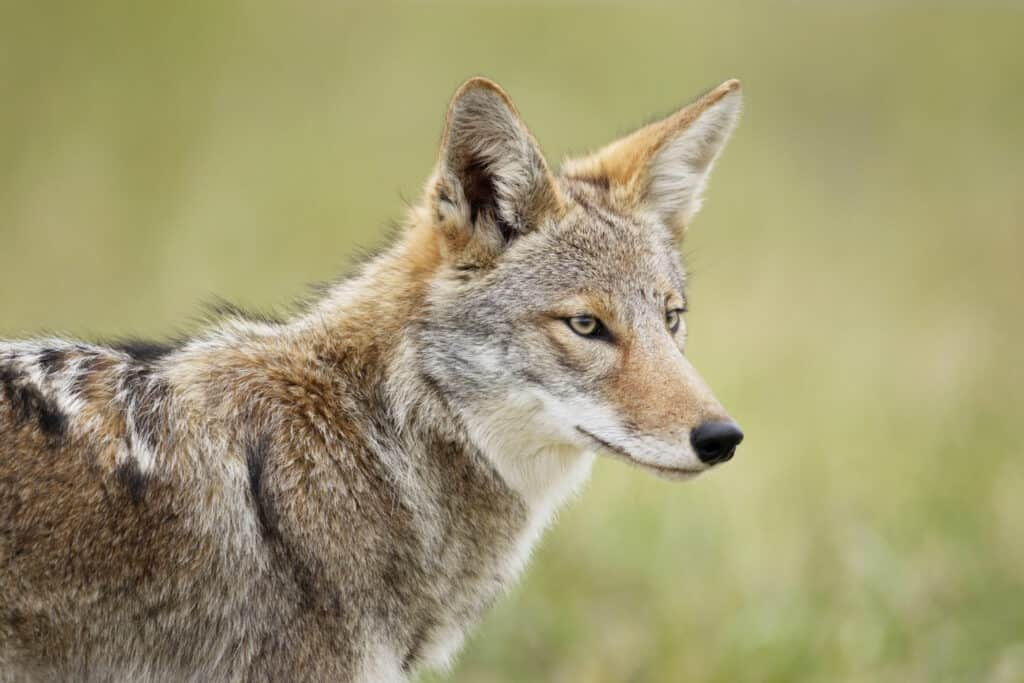 Coyotes are often spotted near the Hollywood Sign.