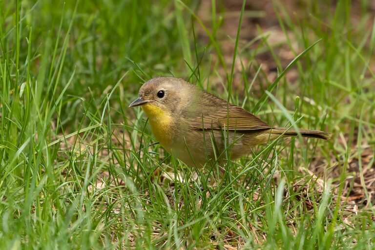 Female Common Yellowthroat, Geothlypis trichas, on the ground.