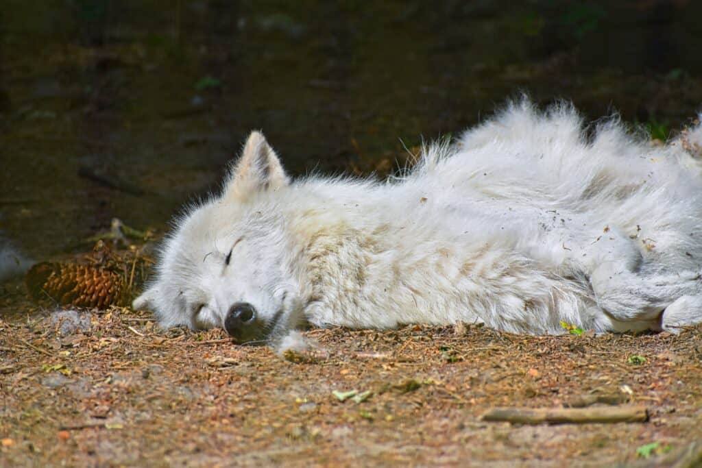 Are Wolves Nocturnal or Diurnal? Their Sleep Behavior Explained - A-Z ...