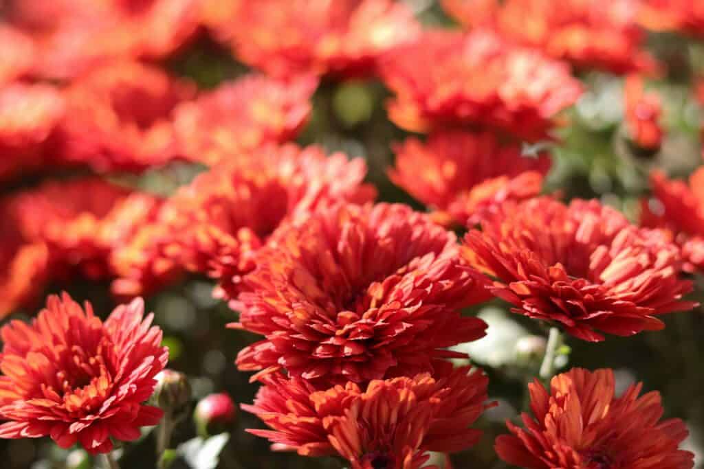 vivid red chrysanthemums