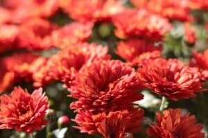 How Much Sun Do Mums Need? 5 Recommended Spots for Your Pots Picture