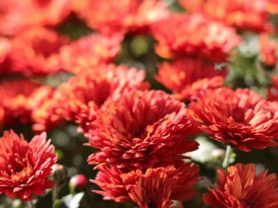 A How Much Sun Do Mums Need? 5 Recommended Spots for Your Pots
