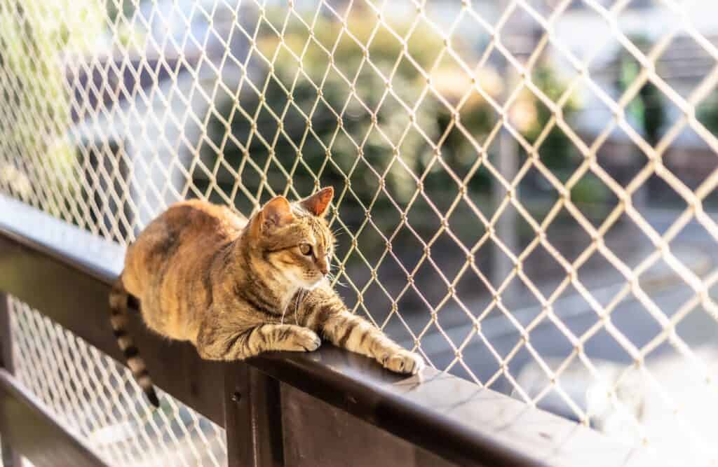 A,Striped,Cat,Sitting,On,A,Window,With,Net,Protection