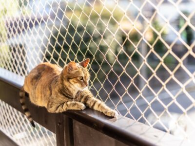 A The Best Ways To Cat Proof Your Fence