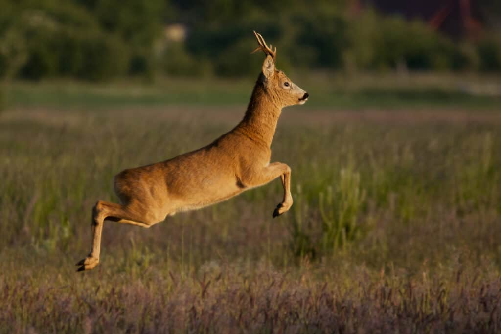 deer jumping high