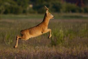 Discover 10 Deadly Predators that Hunt and Eat Deer Picture