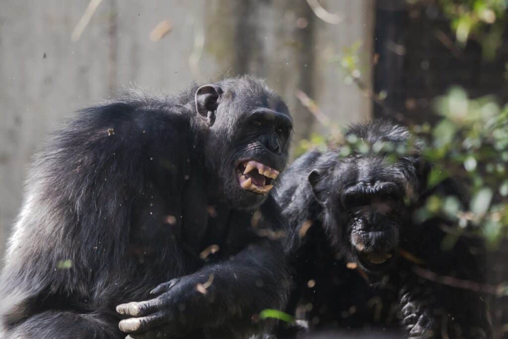 chimpanzees