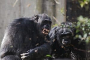 This Chimp Sniper Shots Their Own Poo at Zoo-Goers With Impeccable Accuracy photo