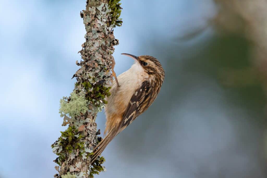 Brown Creeper