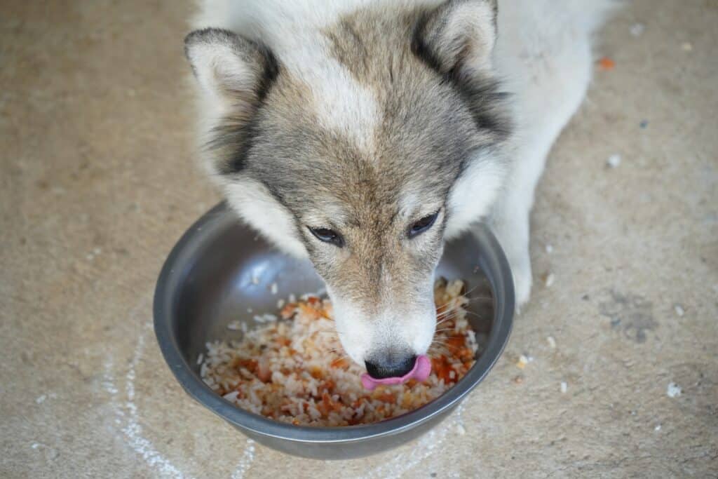 dog lying down eat feed on bowl with cooked rice seed