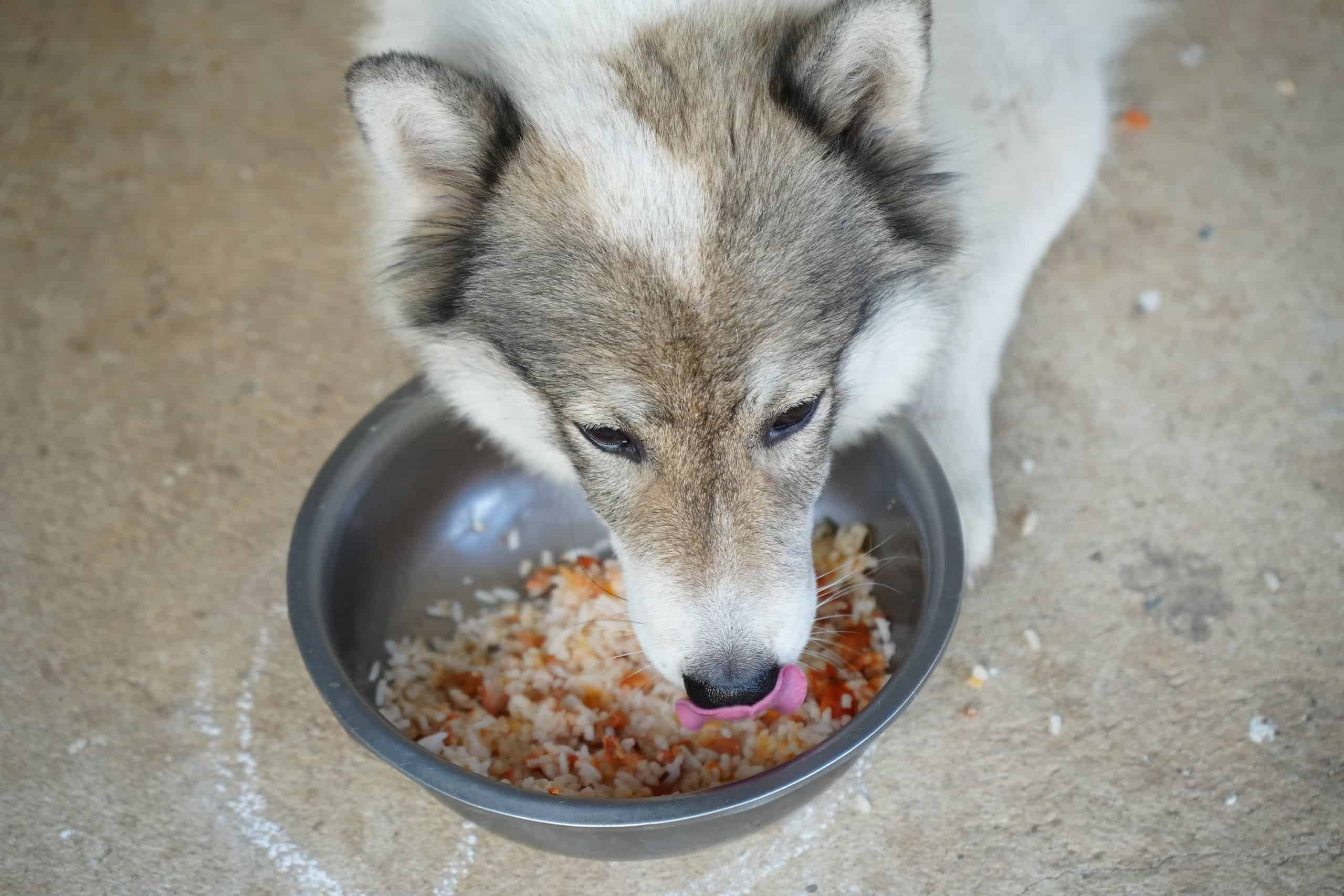 can dogs eat brown rice