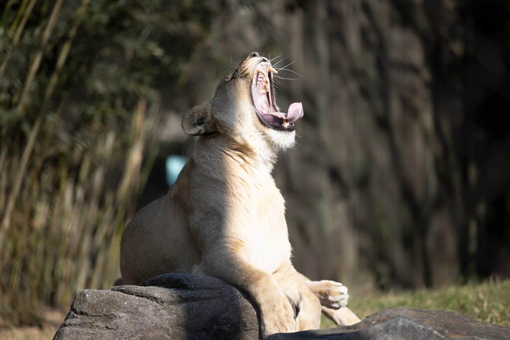 A female lion yawning, at Maryland zoo, Baltimore 2021
