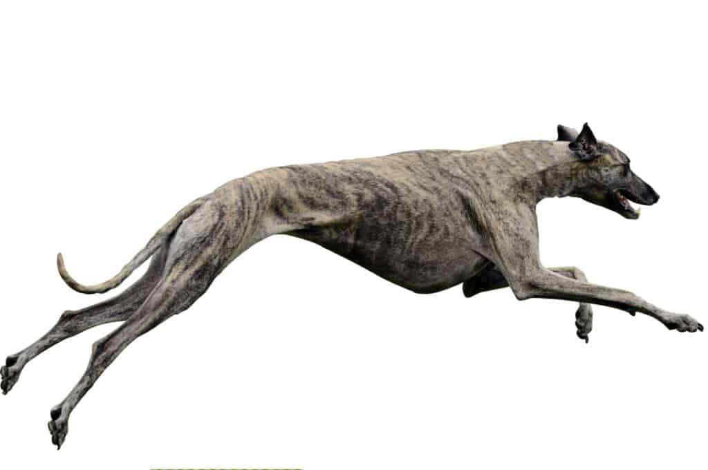 Greyhound with white backdrop running at full speed