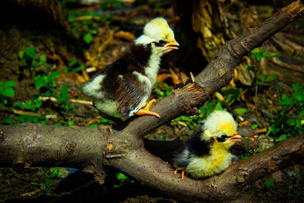 Two young Polish chicks sitting on a tree branch. The chicks black and yellow and quite fuzzy.