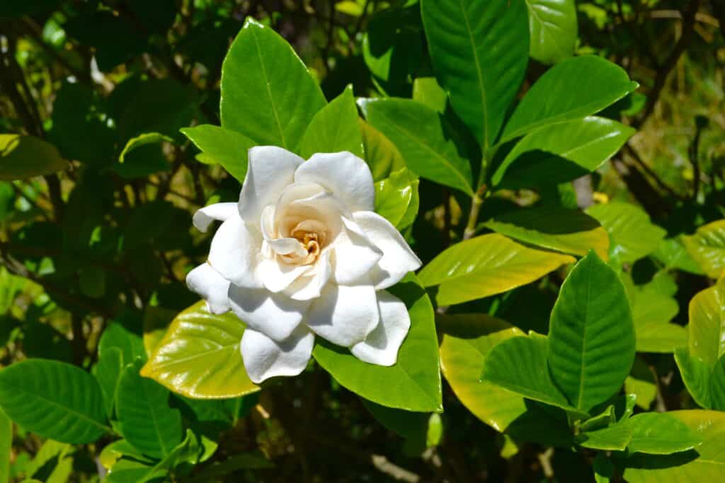 Gardenia Tree vs. Bush: What's the Difference? - AZ Animals