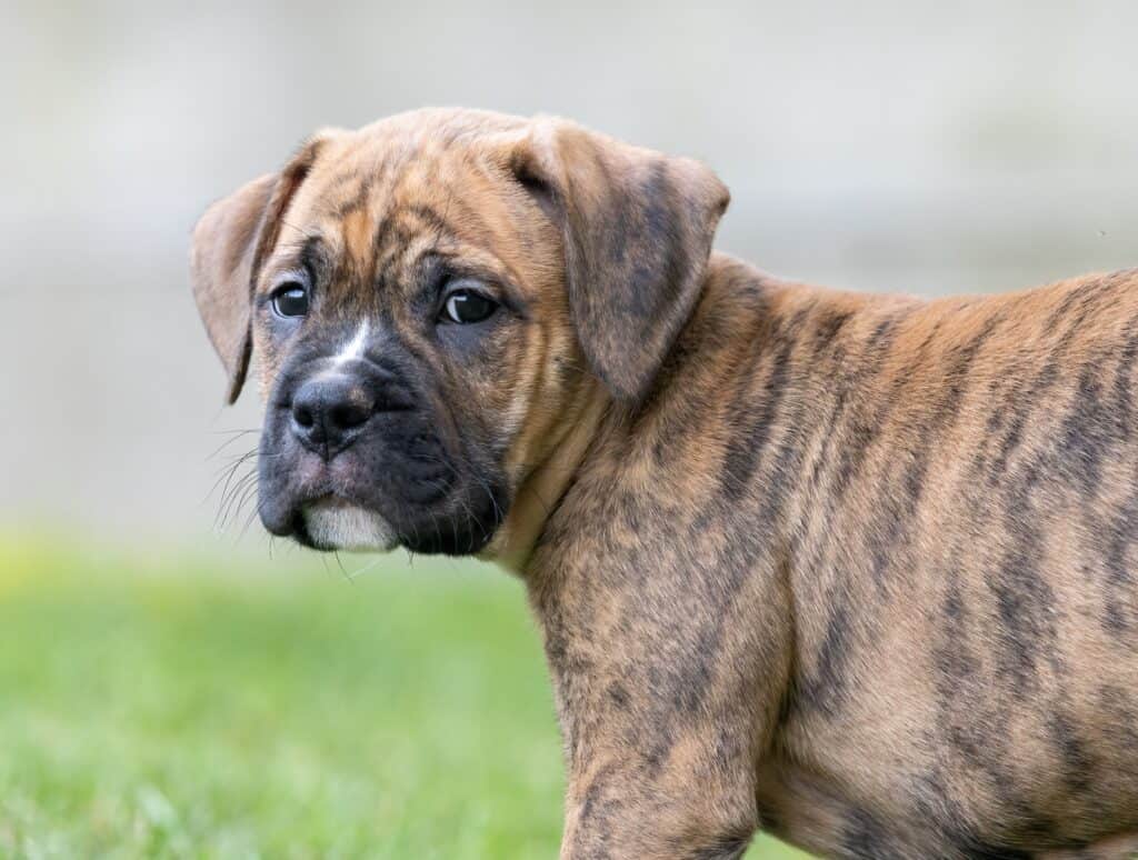 A boxer bulldog (bull-boxer) puppy