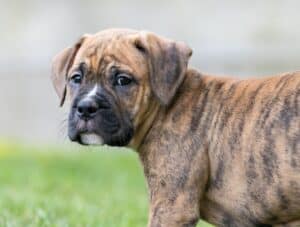 Miniature Boxers: What You Need to Know About this Elusive Dog Breed Picture