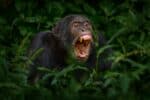Chimpanzee open muzzle mouth with tooth, tree in Kibale National Park