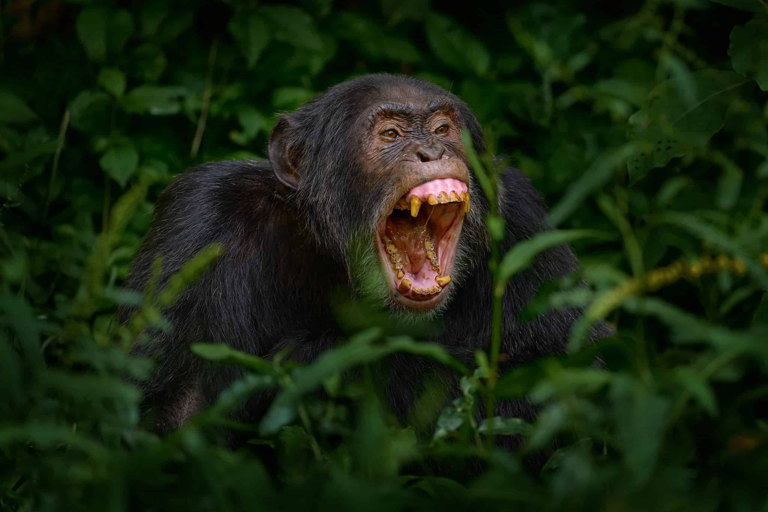 Chimpanzee open muzzle mouth