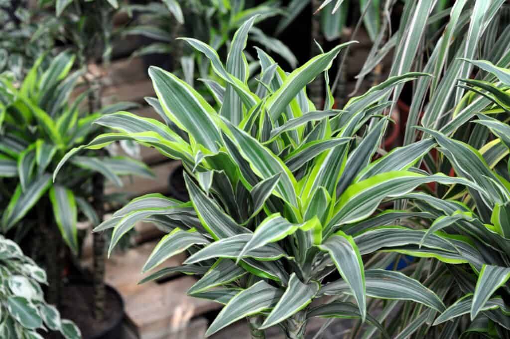 Full fram of Dracaena deremensis, a common houseplant. The leave ar large and long with a blade-like appearance. The leaves are dark green with bright lime green edges. 