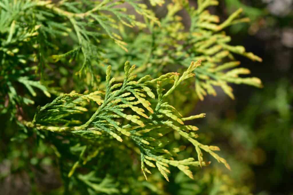 American Arborvitae