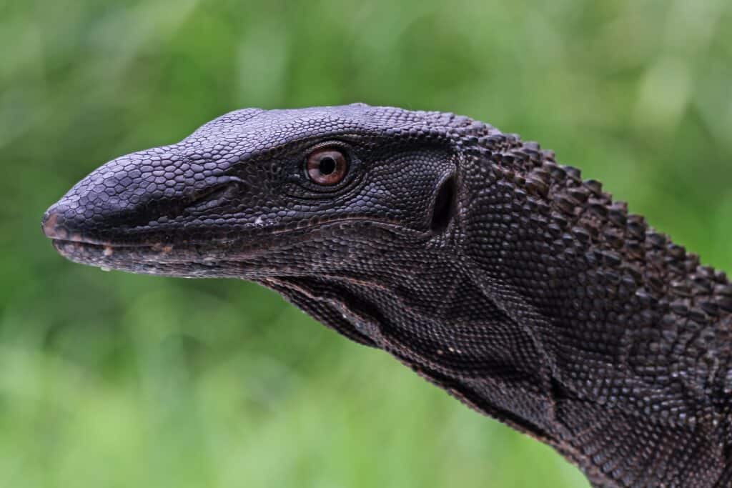 Black dragon lizard