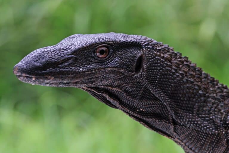 black dragon lizard AZ Animals