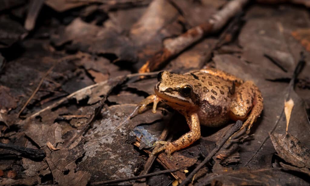 Western Chorus Frog