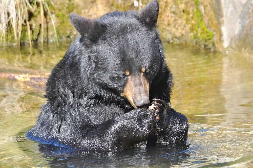 A black bear in the water brings its front paws to its face