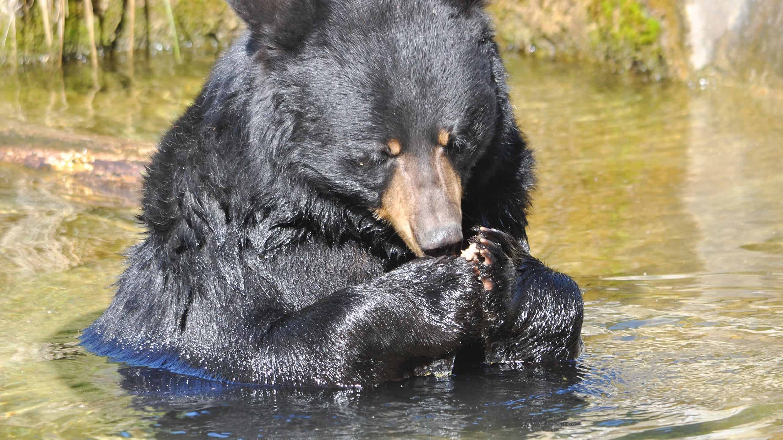 Discover the Largest Bear Ever Caught in Nebraska - AZ Animals