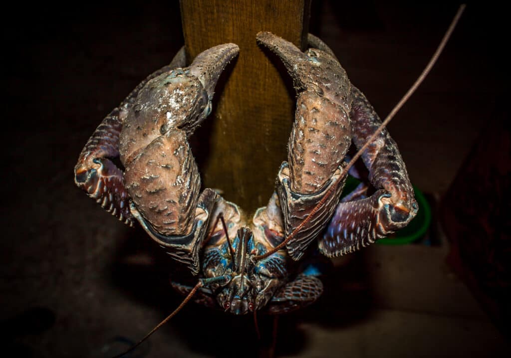 Coconut crab on a wood post looks up at camera displaying its mesmerizing coloration