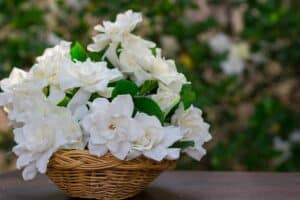 Gardenia Tree vs. Bush: What’s the Difference? Picture