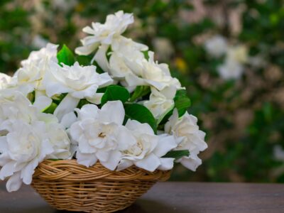 A Gardenia Tree vs. Bush: What’s the Difference?