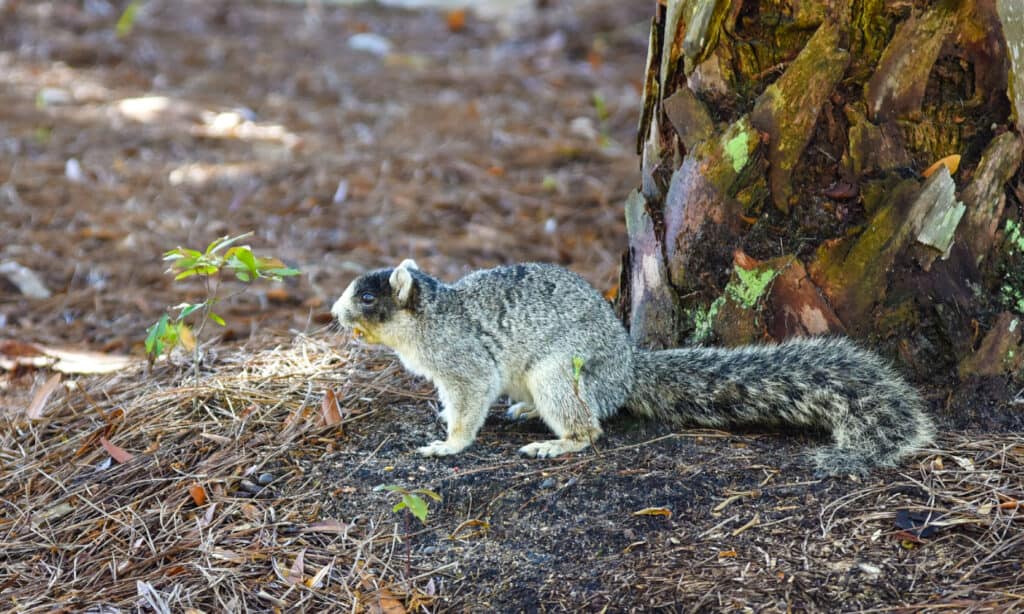 Eastern Fox Squirrel Range