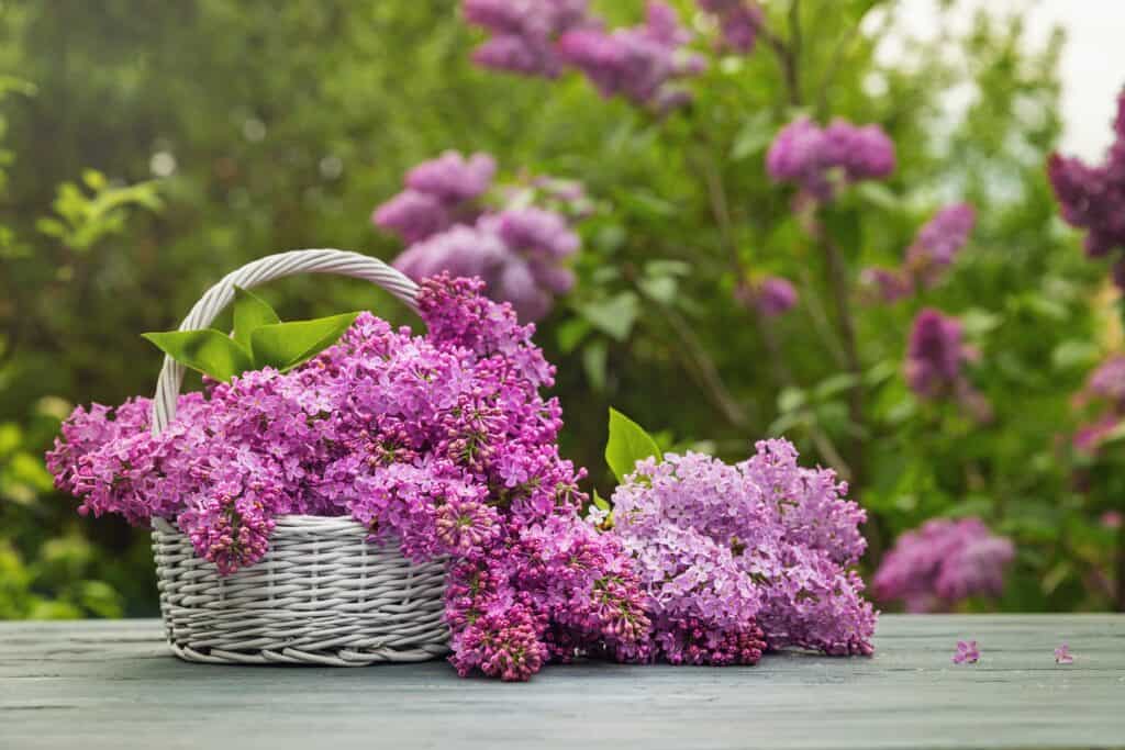 Lilacs flowers cut and placed into decorative basket